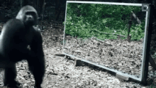 funny-animals-monkey.gif