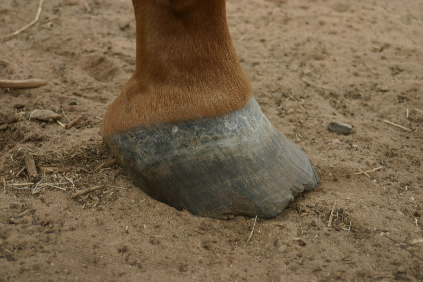 tb+hoof3.JPG