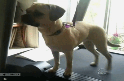 ani_treadmill-dog-half.gif