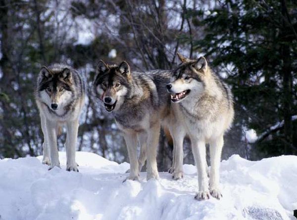 wolf.jpg
