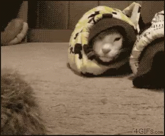 snake-cat.gif
