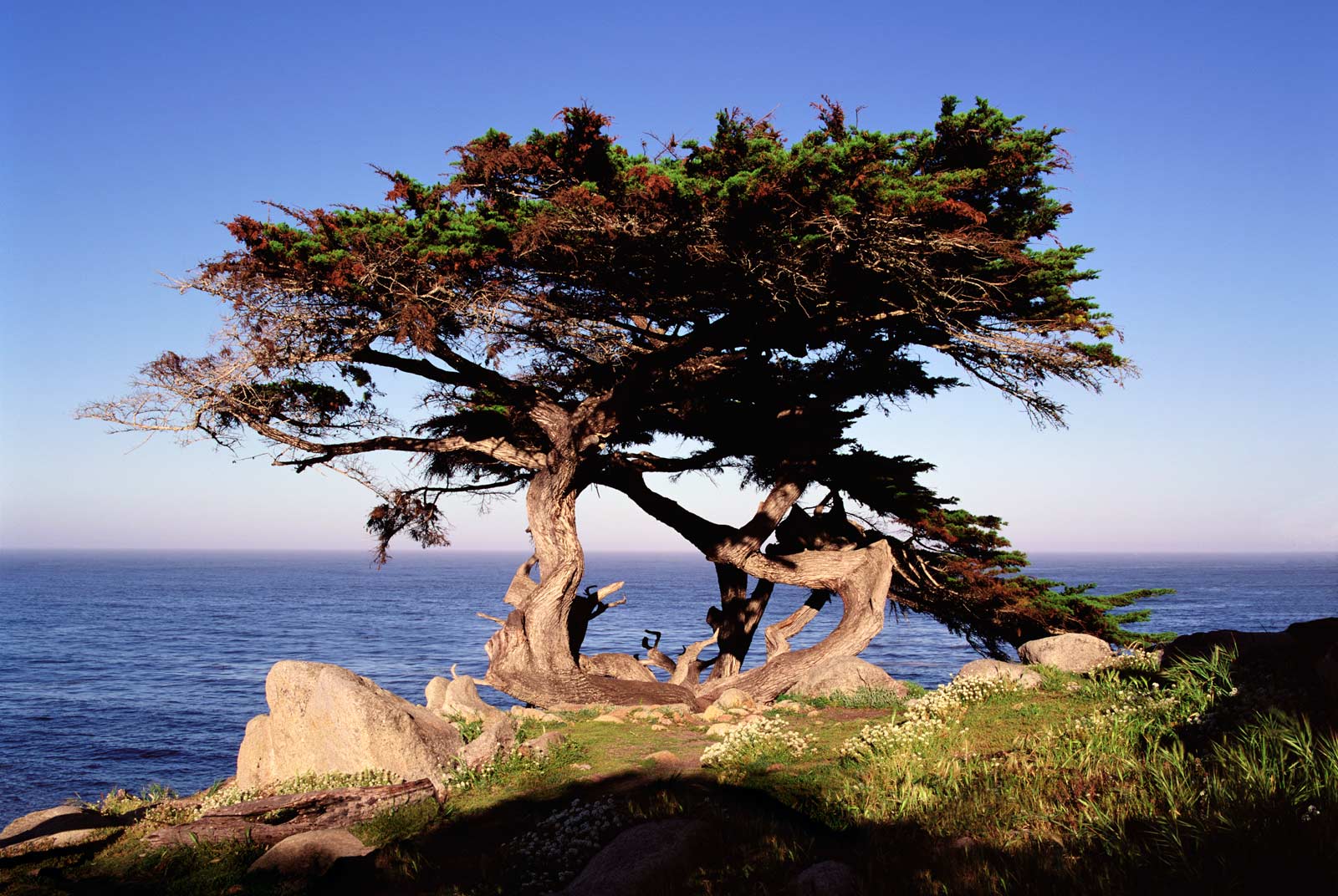 Dance-of-the-Cypress1.jpg