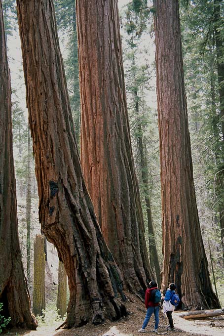 GrantGrove99_trees_2.JPG