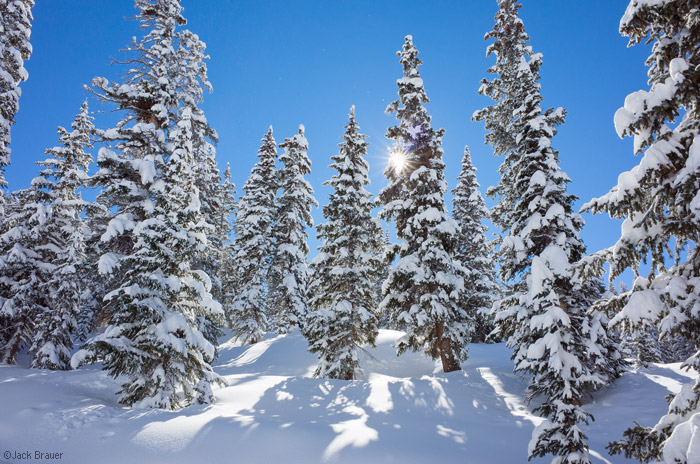 201211_snowy-trees.jpg