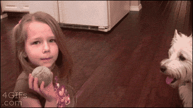 ani_dog-pulls-tooth.gif