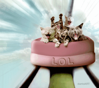 catrollercoaster.gif