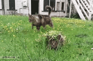 200.gif