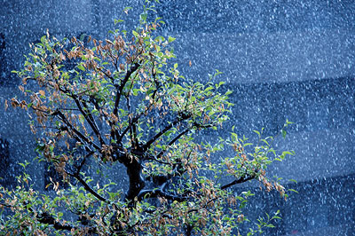 rain-tree.jpg