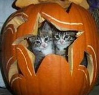 cats_pumpkin.jpg