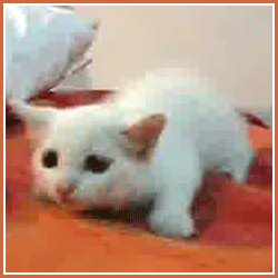 first-time-seeing-the-dog-chase-his-tail
