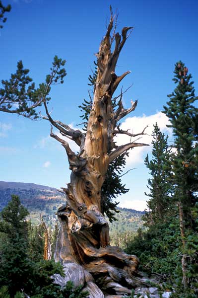 5-bristlecone2.jpg