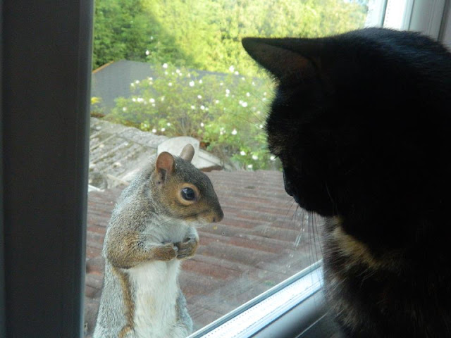 funny-animals-squirrel-and-cat.jpg