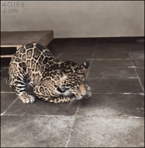 cute-leopard