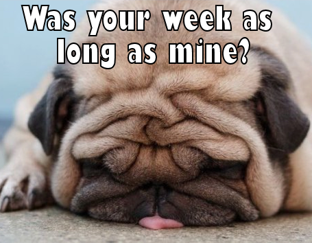 pug.png