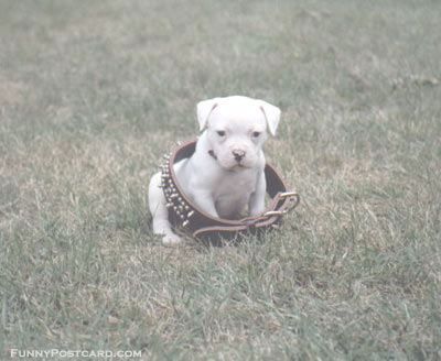 dogcollar.jpg