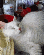 ani_wake-cat-food-whiff.gif