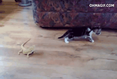 3nHJ.gif