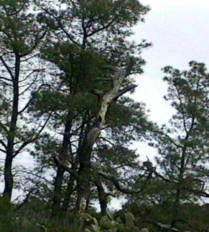 Pinus_torreyana.jpg