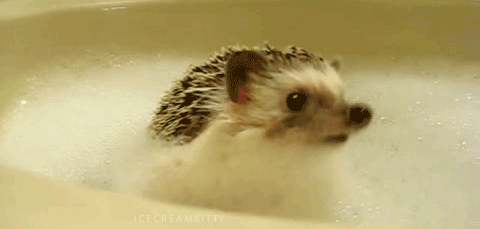 9qjxpXN.gif