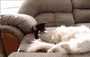 200.gif