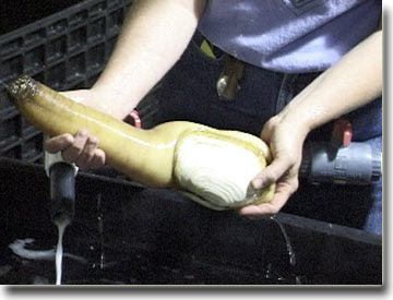 geoduck3.jpg