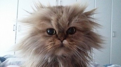 name-this-cat-.jpg