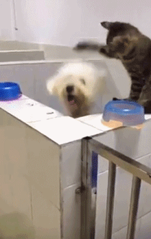 2386817bc61d65d5db8a63a18d423ef6.gif