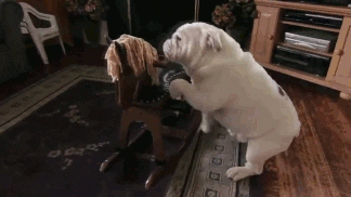 giphy.gif