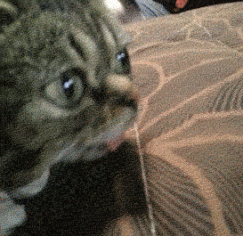 giphy.gif
