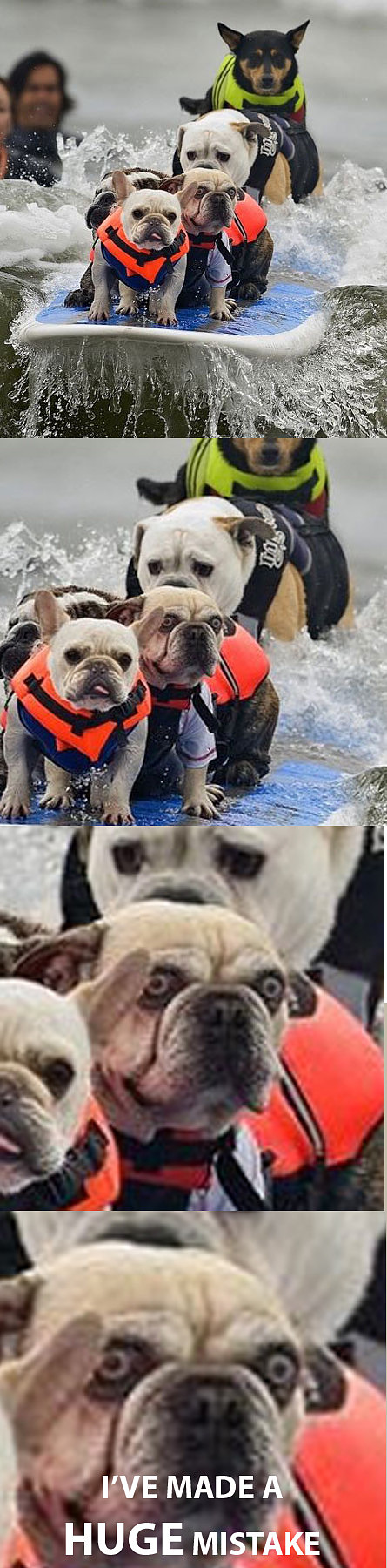 huge-mistake-dog.jpg