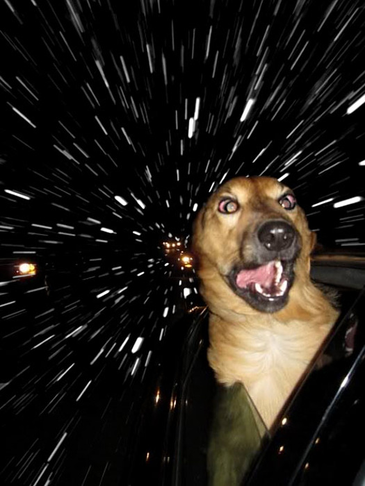 hyperspace-dog.jpg