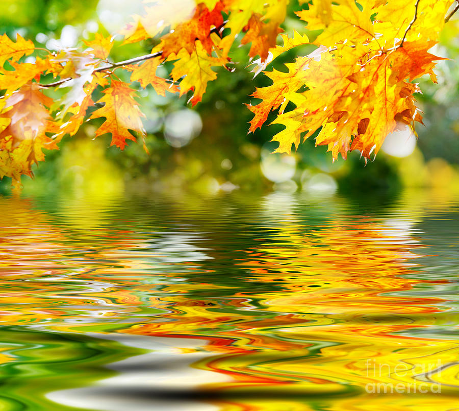 beautiful-autumn-leaves-boon-mee.jpg