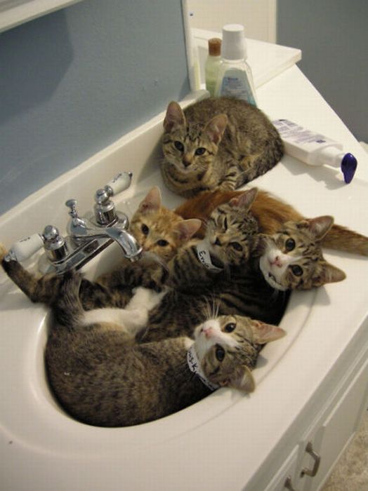 cats-in-sink.jpg