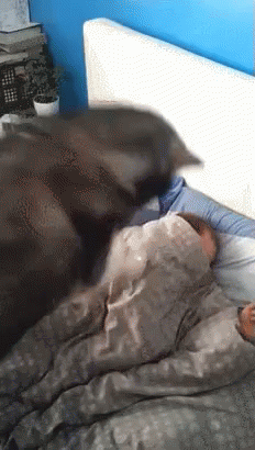 efadc454a4a6a3d105260ebf8b83d137.gif
