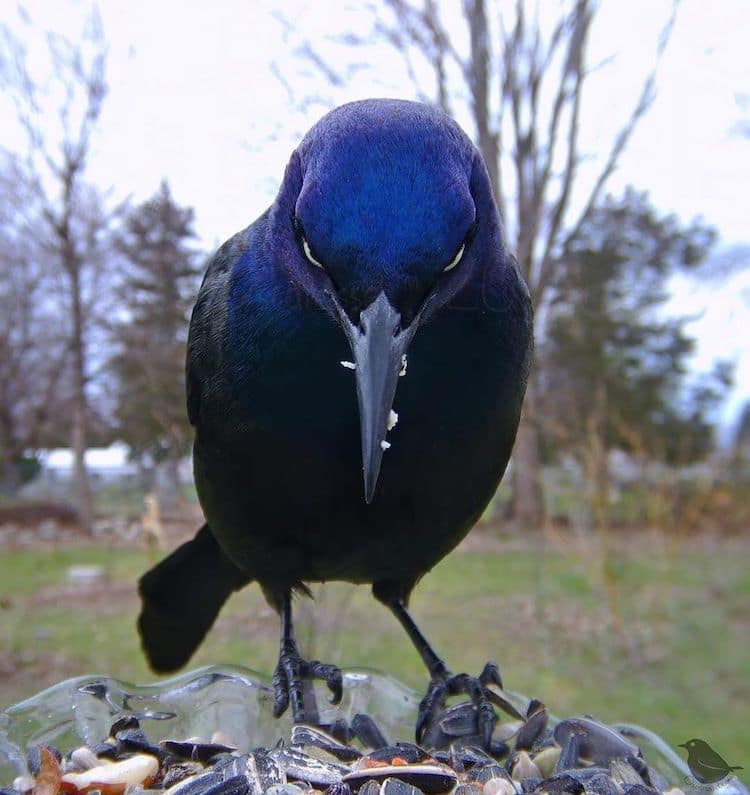 backyard-bird-feeder-cam-ostdrossel-2.jpg