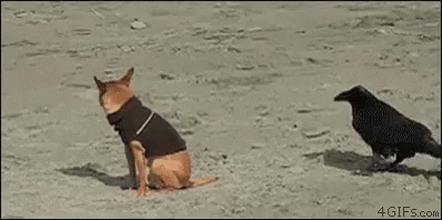 dog-startled.gif