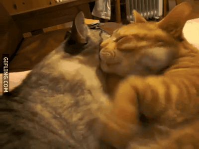 let-me-hug-youno-i-hug-you