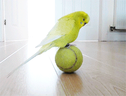 a2618de3ab917b999b5c350f8a5fdba1.gif