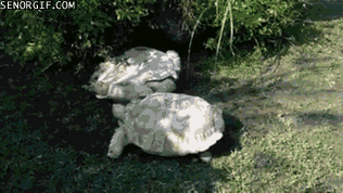 gifs_07.gif