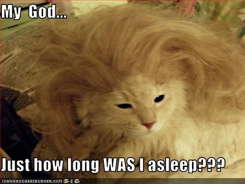 02e46a317f1c19ef456807af72c2fc0c--cats-humor-funny-cats.jpg