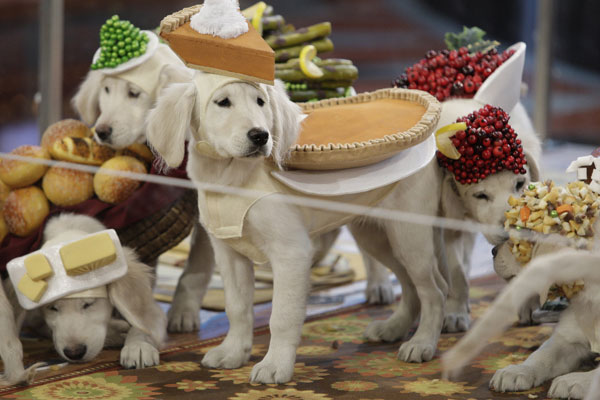 54f9644b5031e_-_dogs-thanksgiving-4.jpg