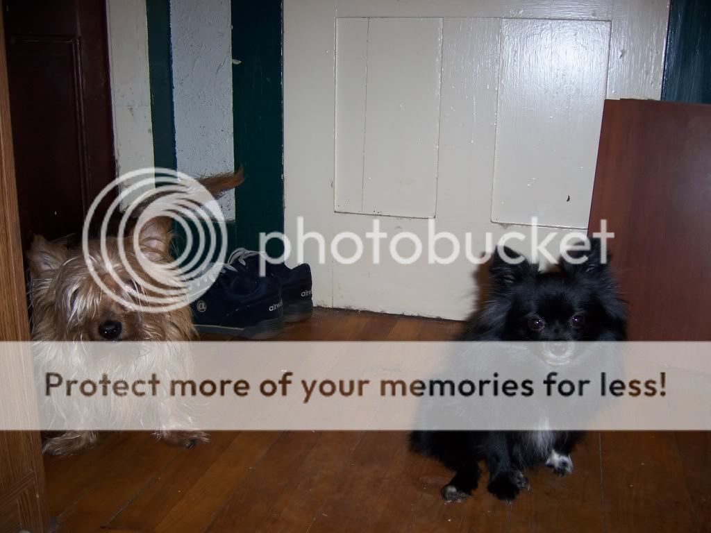 dogs004.jpg