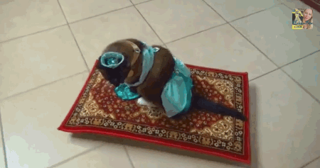 877ed41edbc6c13be9764c41e87e741c.gif