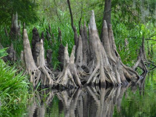 wild-florida-airboats.jpg