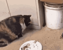 mouse-running.gif