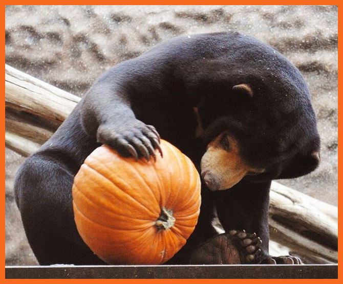 Animals-love-pumpkins-halloween-17693901-670-556.jpg