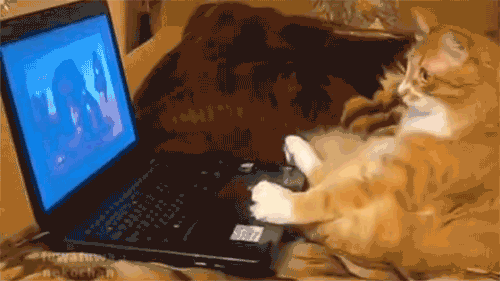 84255630.gif