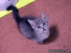 0rfp6.gif