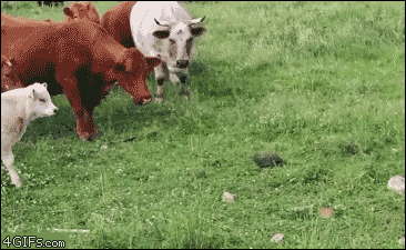 turtle-vs-cattle