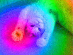 ani_hypno-paws.gif